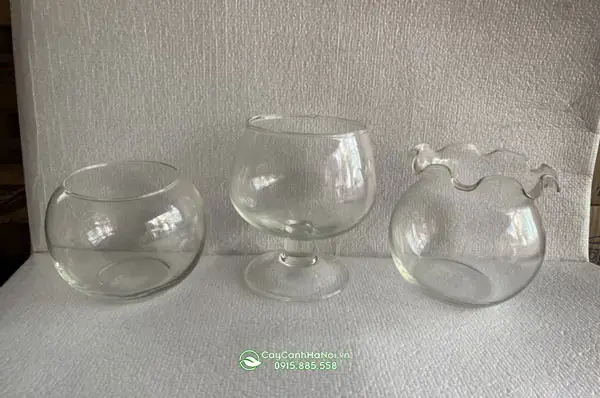 Đặc Điểm Chung Các Loại Bình Thủy Tinh Nuôi Cá