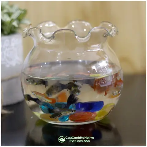 Bình Thủy Tinh Nuôi Cá Cảnh