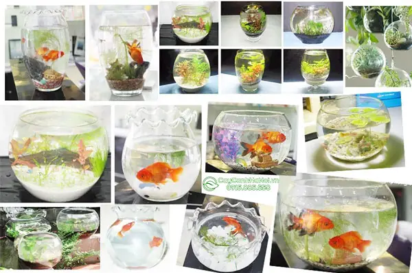 Bình Thủy Tinh Nuôi Cá Cảnh