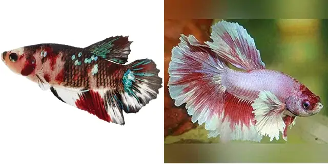 Mua Cá 3 Đuôi: Hướng Dẫn Chi Tiết Từ A-z Cho Người Mới Bắt Đầu