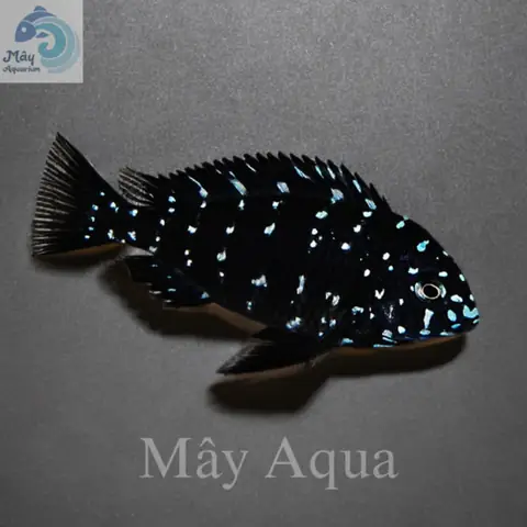 Cá Ali Sao – Mayaqua