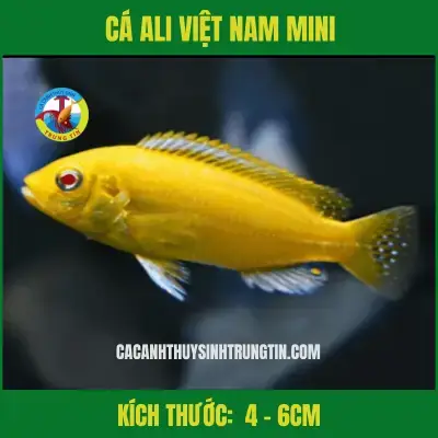 Cá Ali: Loài Cá Cảnh Độc Đáo Dành Cho Người Yêu Thú Cưng