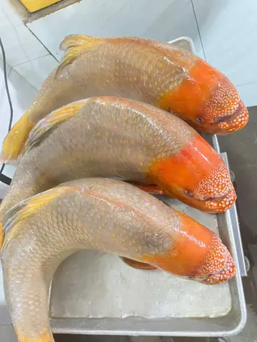 Cá Anh Vũ Đỏ - Anh Vũ Đầu Vàng Tại Tp.hcm