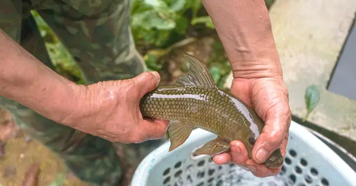 Người Nuôi Cá Anh Vũ Quý Như Vàng - Tuổi Trẻ Online