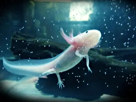 Cá Axolotl Khủng Long 6 Sừng - Vi Sinh Cá Cảnh Aquarium Care