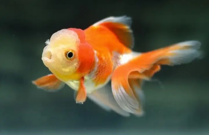 Cá Ba Đuôi Rồng (dragon Tail)