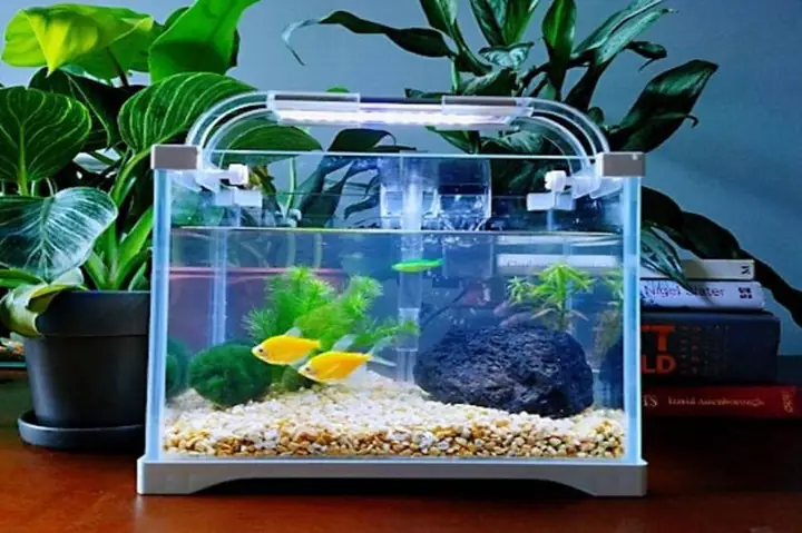 Tiền Thân Và Quá Trình Phát Triển