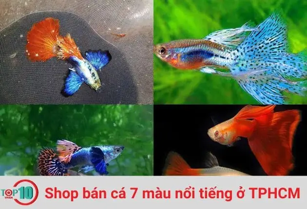 Mê Mẫn Với Top 7 Shop Bán Cá 7 Màu Đẹp Nổi Tiếng Ở Tphcm