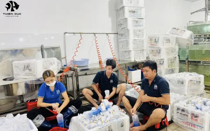 Mua Cá Bảy Màu Online