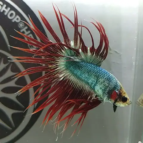 Hướng Dẫn Chi Tiết: Mua Cá Betta Đuôi Tưa – Bí Quyết Chọn Cá Đẹp, Khỏe Mạnh