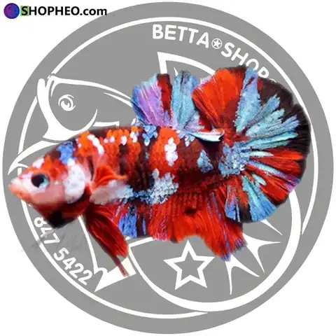 Phân Biệt Các Loại Betta Galaxy Phổ Biến