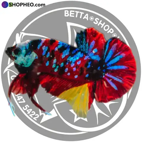 Cá Betta Galaxy Là Gì Và Tại Sao Lại Được Yêu Thích?