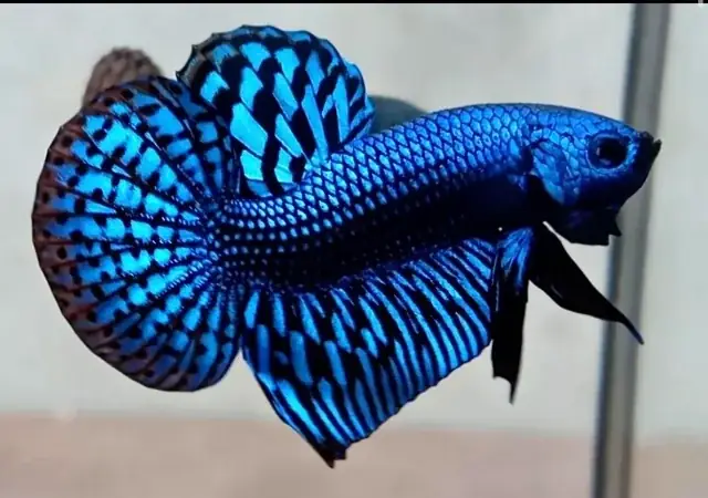 Hướng Dẫn Mua Cá Betta Giao Hàng Tận Nơi: Từ A-z Cho Người Mới Bắt Đầu