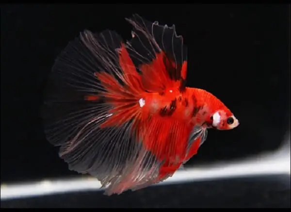 Cá Betta Koi Halfmoon Cá Betta Koi Halfmoon