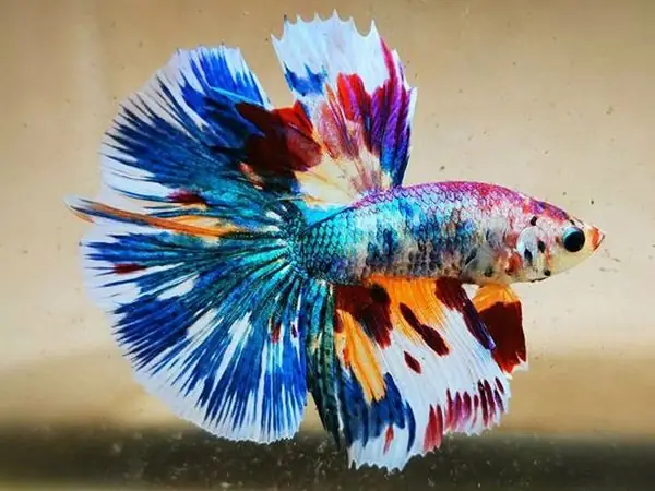 Cá Betta Koi Galaxy Cá Betta Koi Galaxy