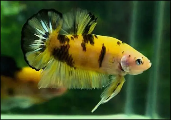 Cá Betta Koi Tiger Cá Betta Koi Tiger