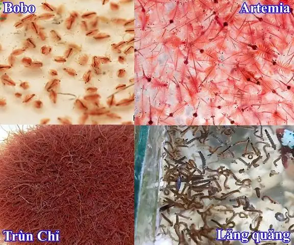 Thức Ăn Thức Ăn