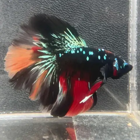 Hướng Dẫn Chi Tiết: Mua Cá Betta Ở Sài Gòn Uy Tín & Đảm Bảo Sức Khỏe