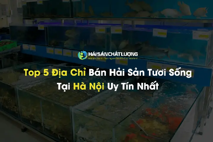 Top 5 Địa Chỉ Bán Hải Sản Tươi Sống Tại Hà Nội Uy Tín Nhất - Hải ... Top 5 Địa Chỉ Bán Hải Sản Tươi Sống Tại Hà Nội Uy Tín Nhất - Hải ...