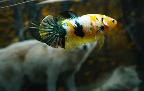 Cách Ly Và Kiểm Dịch Trước Khi Cho Vào Bể