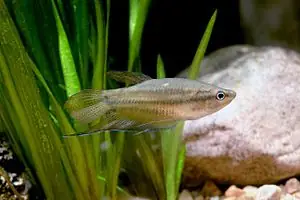 Chất Lượng Của Cá Cảnh Giá Rẻ