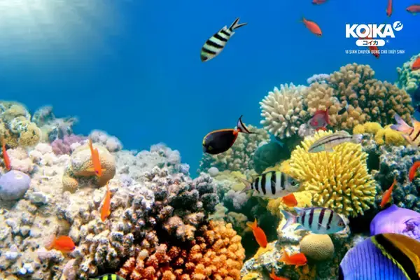 Mua Cá Cảnh Ở Đâu Rẻ: Cẩm Nang Chọn Cửa Hàng Giá Tốt, Uy Tín Tại ...