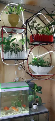 Mua Cá Cảnh Ở Gia Lâm