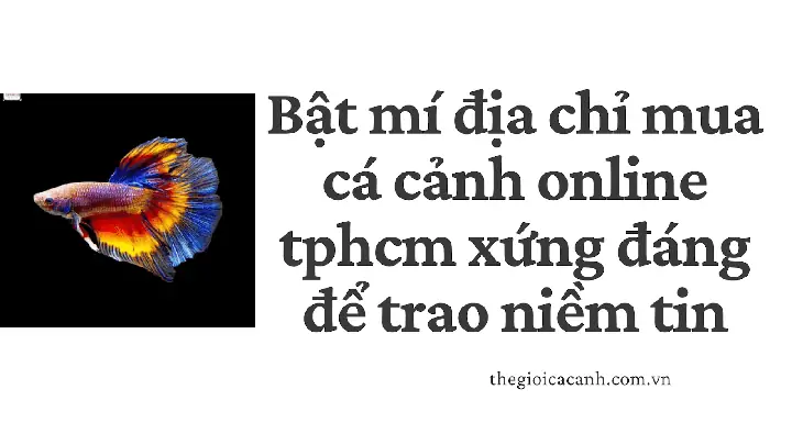 Bật Mí Địa Chỉ Mua Cá Cảnh Online Tphcm Xứng Đáng Để Trao Niềm Tin