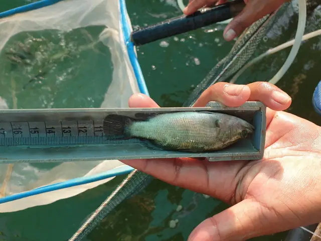 Hiệu Quả Mô Hình Nuôi