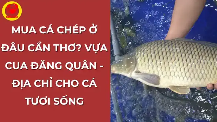 Mua Cá Chép Ở Đâu Cần Thơ? - Địa Chỉ Bán Cá Tươi Sống