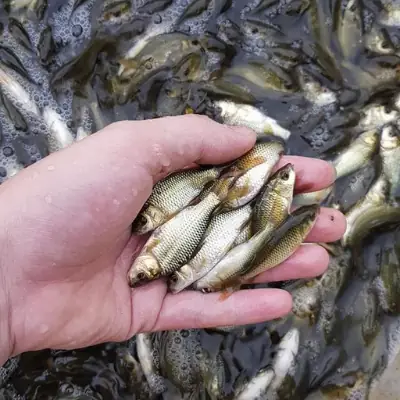 Cá Chép Giống V1 Đạt Chuẩn Chất Lượng, Giá Thành Rẻ