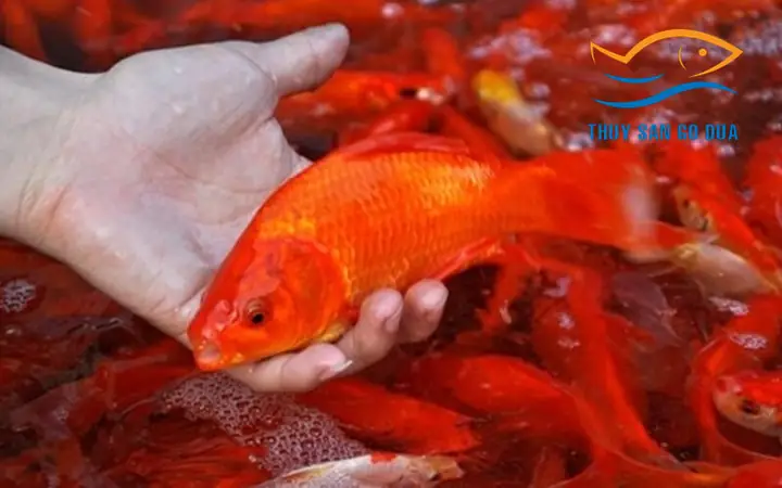 Mua Cá Chép Đỏ Ở Đâu? Hướng Dẫn Chọn Mua Và Chăm Sóc Chi Tiết