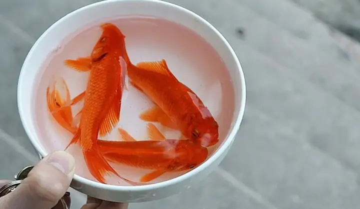 Mua Cá Chép Để Phóng Sinh Ở Đâu Tại Tp.hcm?