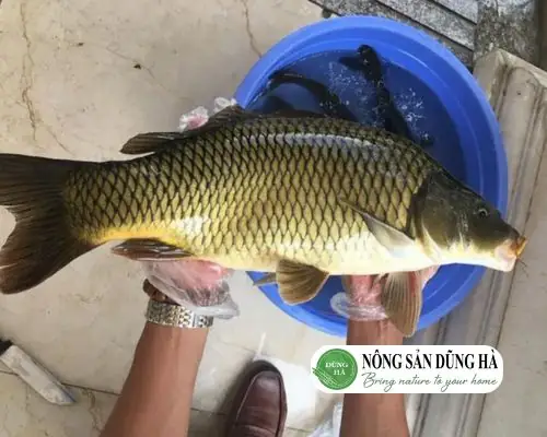 Cá Chép Bao Nhiêu Tiền 1kg? [update 2025] Giá Cá Chép Mới Nhất