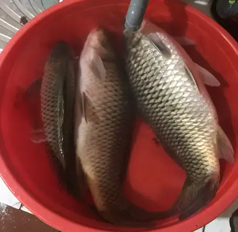 Thời Điểm Vàng: Khi Nào Là Mùa Cá Chép Vật Đẻ?