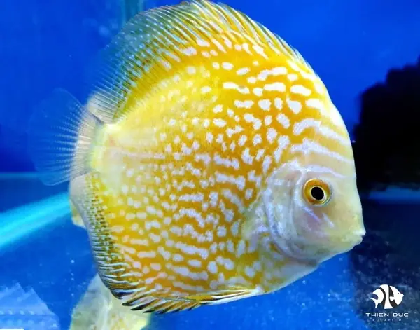 Mua Cá Dĩa Ở Đâu: Hướng Dẫn Tìm Kiếm Nguồn Cung Uy Tín