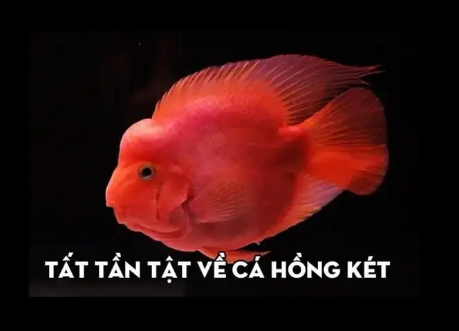 Mua Cá Hồng Két Ở Hà Nội: Nơi Nào Uy Tín, Giá Tốt? - Aquatech