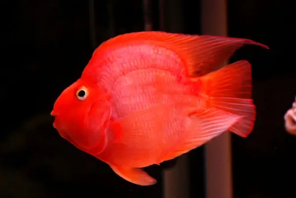 Cá Hồng Két Đỏ - Vàng To Đẹp Giá Tốt