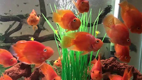 Cá Hồng Két Giá Bao Nhiêu? Phân Loại Và Các Cửa Hàng Uy Tín