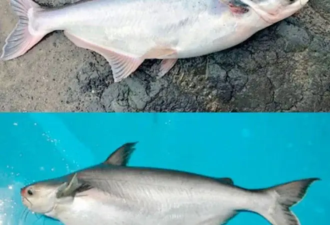 Dở Khóc Dở Cười Cảnh Đi Chợ Online Mùa Dịch: Mua Cá Hú Nhận Cá ...