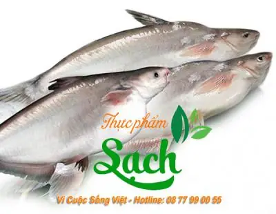 Giá Cá Hú Bao Nhiêu 1kg 2021