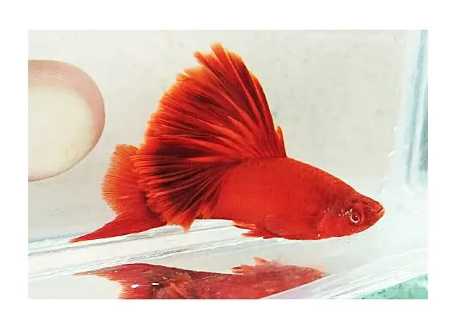 Mua Cá Huyết Kiếm