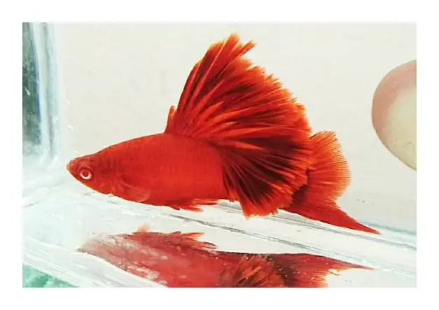 Mua Cá Huyết Kiếm