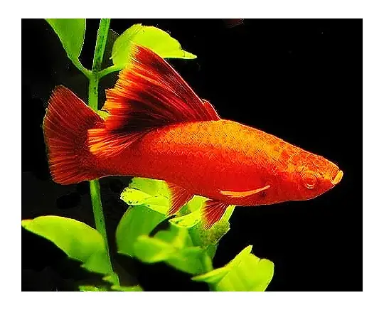 Mua Cá Huyết Kiếm