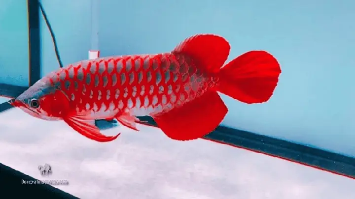 Cây Thủy Sinh Nhỏ Rất Cần Thiết: