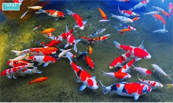 Cá Koi Là Gì Và Tại Sao Lại Phổ Biến?