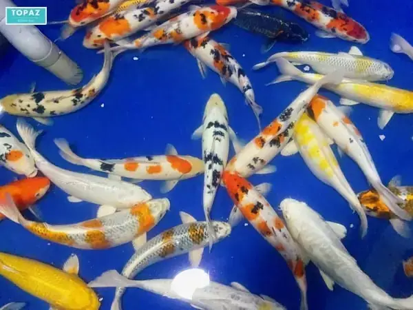 Top Những Địa Chỉ Mua Cá Koi Biên Hòa Được Đánh Giá Cao