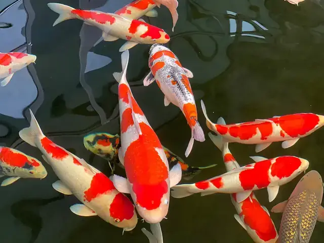 Top 5 Địa Chỉ Mua Cá Koi Con Đáng Tin Cậy Tại Việt Nam