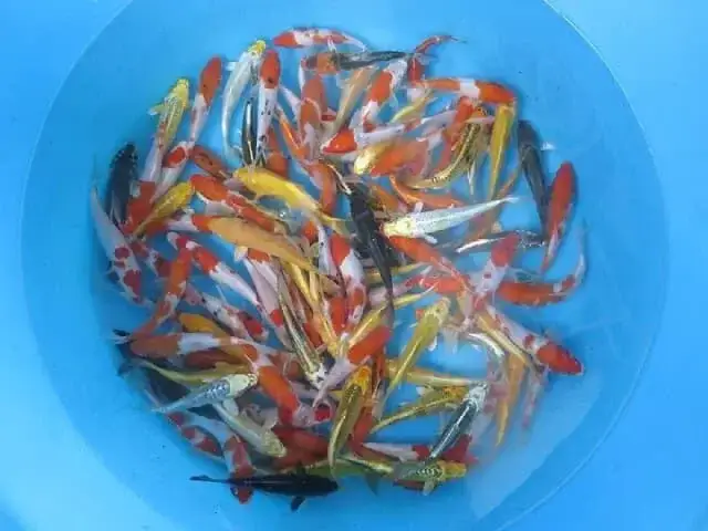 Kinh Nghiệm Chọn Mua Cá Koi Con Chất Lượng