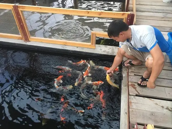 Tại Kanokoi Farm Cá Chép Koi Nhật Giá Bao Nhiêu?